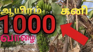 ஆயிரம்(1000 கனி) காட்சி #வாழைத் தார் | Banana 1000 no fruit | Agrirajesh