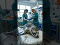 rescuing a seal covered in barnacles incredible marine life rescue