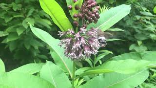 Hummingbird Hawk-Moth