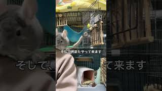 【跳躍】ケージから肩へ華麗にジャンプするチンチラ＃chinchilla＃チンチラ＃shorts