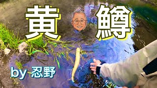 鮎沢川リベンジ惨敗と忍野のアルビノ【フライフィッシング】【flyfishing】