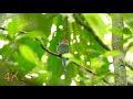 panama part 10 10 one hour 4k footage of the gamboa wildlife