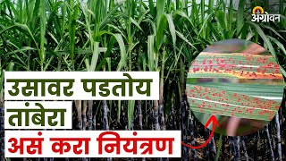 Sugarcane Rust : उसातील तपकिरी तांबेरा लक्षणे आणि उपाय | Agrowon | ॲग्रोवन