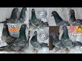 Rajasthan Pigeons For Sale | Original Kalsire kabootar | Arshad idrisi pigeon lover