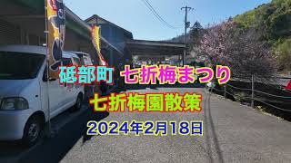 砥部町 七折梅祭り 七折梅園散策