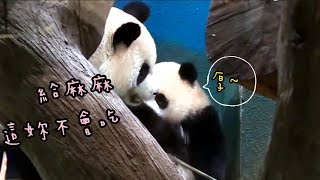 Yuanbao took the initiative to climb up the perch and waited for the nurse to put the bamboo.......