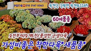 옥천해와달다육에~새품종 착한다육 다모았어요!!  2천부터 묵은 풍성한 군생들까지!! 60여품종