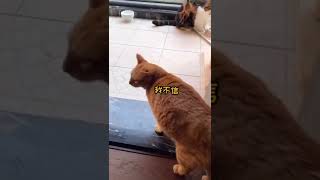 【下集】这猫骂骂咧咧的时候还带语气😓