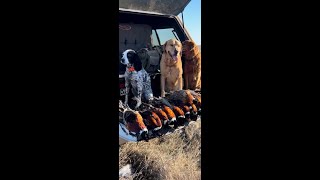 Pheasant Hunting 101