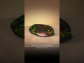 ammolite masterclass episode 15 what sets ammolite apart from diamond