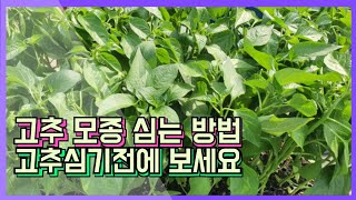 #고추모종심는방법 #고추모종심기전에 이 영상을 한번 보시고 심으세요