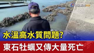 水溫高水質問題？東石牡蠣又傳大量死亡