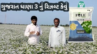 Gujarat dhana 3 | ગુજરાત ધાણા 3 | ધાણા હોય તો આવા | Gujarat 3 coriander #coriander #khetinivatu