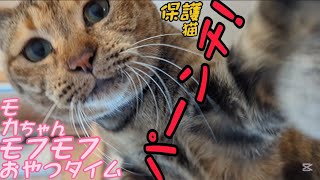 私にだけなつかない保護猫モカちゃんシャー！ウーパーンチ！のモフモフ猫じゃらしおやつタイム😸2024/12/26【保護猫なつくまで】