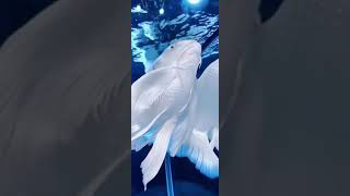 Love beautiful Butterfly Koi 美世界 蝴蝶鲤鱼