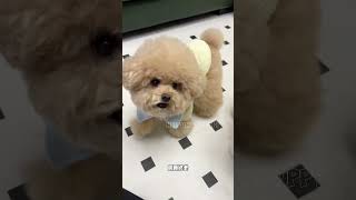 cute puppies funny moment cute overload ❤️#hellomochi #dog #bichon