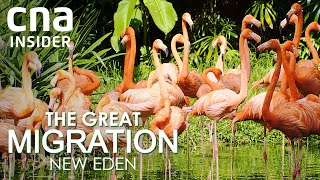 How To Move 3,500 Birds Into Asia’s Largest Bird Park | The Great Migration: New Eden | Full Episode