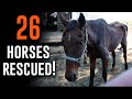 26 Horses Rescued! - Horse Plus Happenings Vlog #17 10/22/2024