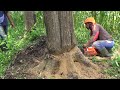 Super Dry Teak Tree Cutting with Chainsaw Husqvarna