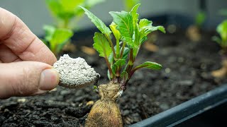 Dahlia Cuttings DISASTER! (How You Can Avoid It)