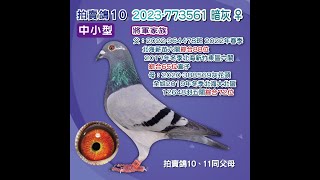 【健勝銘鴿專育中心 楊炳欽--拍賣鴿10】2023-773561暗灰♀｜將軍家族｜父:2022-964478斑 2022年春季北海薪苗六關綜合88位、2017年冬季北海新竹東區六關綜合65位直子