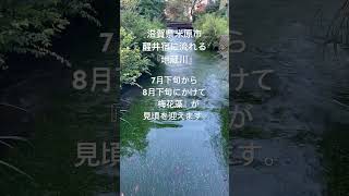 滋賀県米原市の旧中山道の宿場町、醒井宿を流れる『地蔵川』夏には梅花藻が楽しめます♪