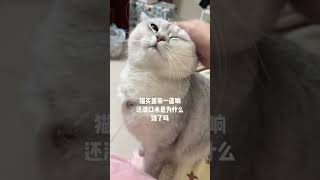 饿了吗我和我的猫 银渐层 撸猫第一视角 这一小坨猫谁受得了