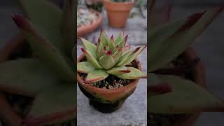 朝の御挨拶【vol151】#東雲×ロメオルビン #succulent #succulents #floweringplants #多肉植物 #エケベリア