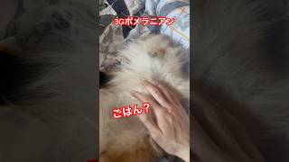 【ポメラニアン】通信速度が遅いポメラニアンw #ポメラニアン #ポメ #犬 #pomeranian #shorts #short