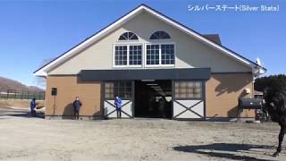 シルバーステート(Silver State) - 優駿スタリオンステーション種牡馬展示会2020