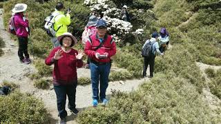 合歡山東峰玉山杜鵑