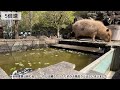 ＼最終日のカピバラ温泉／　カピバラ温泉last capybara relaxing in a bath