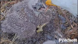 SWFL Eagles ~ Dad Teaches De-furring Lessons \u0026 Fur Is Flying! HUGE Crops On Both E's! 1.21.22