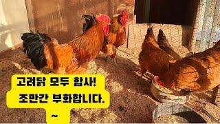 고려닭 근황(모두 합사했습니다.) 조만간 부화기 돌립니다. ~