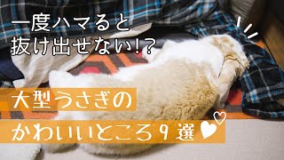 フレンチロップの可愛いところ９選【大きなうさぎ】