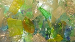 Science Today: Plastic Pollution | California Academy of Sciences