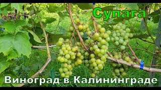 Супага. Обзор сорта. Виноград в Калининграде