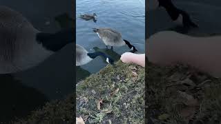 Feeding geese and ducks 🦆 🪿