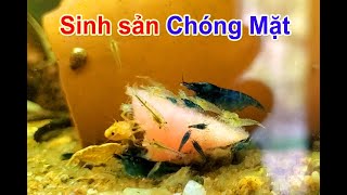 Học cách Setup Hồ nuôi Tép Cảnh sinh sản của Người Nhật | Đơn Giản và Hiệu Quả