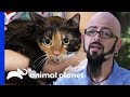 Cat with PTSD is Reformed | My Cat From Hell