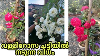 നക്ഷത്രം പോലെ പൂവിരിയാൻ Creeping Rose ചട്ടിയിൽ ഇങ്ങനെ നടൂ 🥰  How to Grow Creeping Rose in Pots