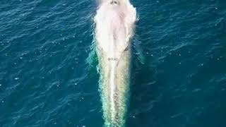 This Enormous Whale is taking one last breath before diving in!