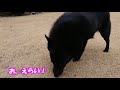 大事なものを加えたまま消える黒犬【スキッパーキ クー】