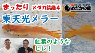 【紅葉テール】東天光メラーメダカ　まったりメダカ談議04　2020.6