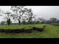 new dooars tea estate short video edit by d.k with síbraj