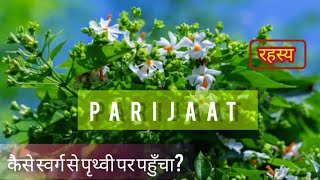 हरसिंगार के फायदे | यदुवंशियों के कुल का पौधा | Harsringar Ke Fayde | परिजात- सत्यभामा कथा #video