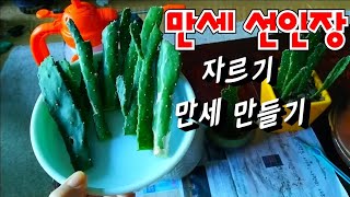 만세선인장 자르기. 만세 만들기. 만세선인장 번식.  삽목 (경옥TV)식물이야기