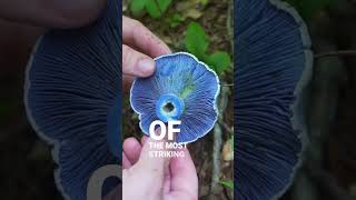 3 Unique Mushrooms you can Forage!