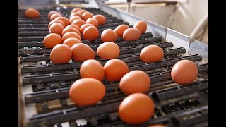 Counting Eggs on conveyor belt using YOLOv8 | computer vision شرح عربي