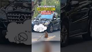 司機遇到樹枝攔路，好心猴子來幫忙。猴子：都給你開路了，也不知道給點吃的